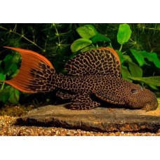 Pseudacanthicus leopardus - LDA073, L600 Leopard Cactus Pleco