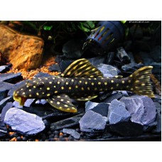 Scobinancistrus sp. - L082 Opal Spot Pleco