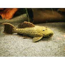 Pseudacanthicus spinosus - L096