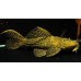 Pseudacanthicus spinosus - L096