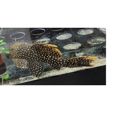 Pseudacanthicus sp. - LDA105 Typhoon Pleco