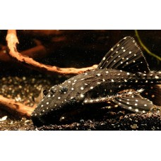 Acanthicus adonis - Polka Dot Lyre Tail Pleco