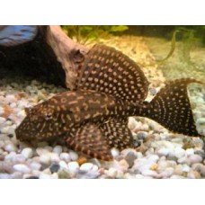 Pterygoplichthys joselimaianus - L022 Gold Spot pleco comum