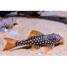 Scobinancistrus aureatus - L014 Sunshine Pleco