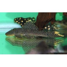 Pseudancistrus asurini - L067 Asurini
