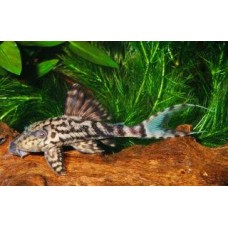 Panaque schaeferi - L090c