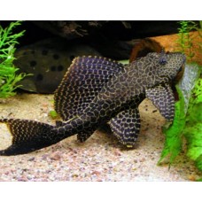 Pterygoplichthys gibbiceps - L165 SailFin Pleco