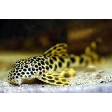 Peckoltia sabaji - L075, L124, L301, LDA002, Para Pleco