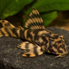 Peckoltia vittata - Clown sucker