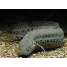 Protopterus annectens annectens - African Lungfish