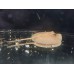 Potamotrygon Jabuti - Pearl Stingray - ALBINO
