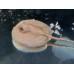 Potamotrygon Jabuti - Pearl Stingray - ALBINO