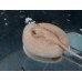 Potamotrygon Jabuti - Pearl Stingray - ALBINO