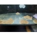 Potamotrygon scobina - Mosaic Stingray
