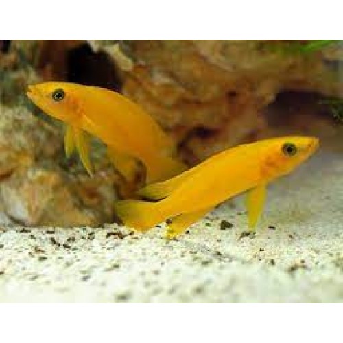 Neolamprologus leleupi - Ciclideo limão Neolamprologus leleupi - Ciclideo limão