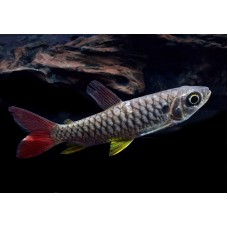 Chalceus erythrurus - Tucanfish