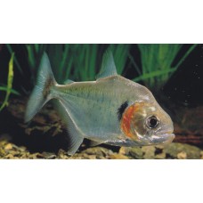Serrasalmus manueli - Manny piranha