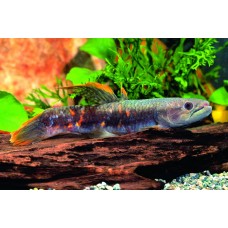 Erythrinus erythrinus - Red Wolf Fish
