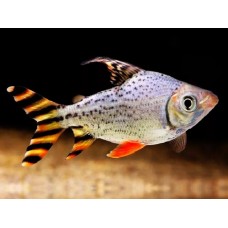 Semaprochilodus taeniurus - Flagtail Characin
