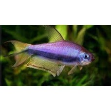Nematobrycon palmeri - Emperor Tetra