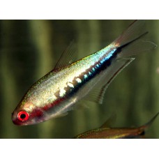 Nematobrycon lacortei - Tetra Arco-iris