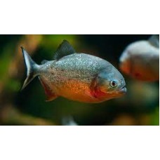 Pygocentrus nattereri - Piranha de barriga vermelha