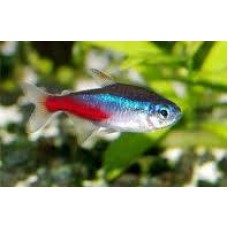 Paracheirodon innesi - Tetra neon