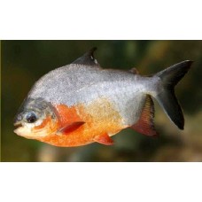 Piaractus brachypomus - Pacu de barriga vermelha