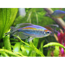 Phenacogrammus interruptus - Tetra do Congo