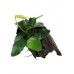 Anubias barteri nana em tronco