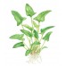 Anubias gracilis