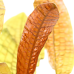 Aponogeton boivinianus
