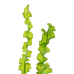 Aponogeton longiplumulosus