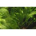 Aponogeton madagascariensis