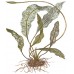 Aponogeton madagascariensis
