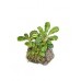 Bucephalandra pygmaea 'Wavy Green' em rocha de lava