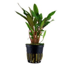 Cryptocoryne beckettii 'Petchii'