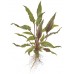 Cryptocoryne beckettii 'Petchii'
