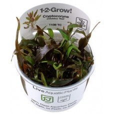 Cryptocoryne undulatus 'Red'