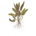 Cryptocoryne undulatus 'Red'