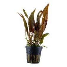 Cryptocoryne usteriana