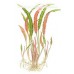 Cryptocoryne usteriana