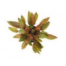 Cryptocoryne walkeri