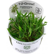 Cryptocoryne wendtii 'Green'
