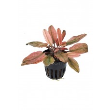 Cryptocoryne wendtii tropica sp. Flamingo 