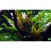 Cryptocoryne undulata