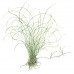 Eleocharis parvula