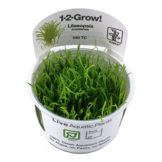 Lilaeopsis brasiliensis