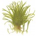 Lilaeopsis brasiliensis