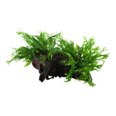 Microsorum pteropus 'Windeløv'